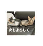 子猫ロイミトスタンプ①（個別スタンプ：5）