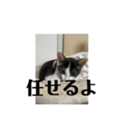 子猫ロイミトスタンプ①（個別スタンプ：12）