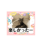 子猫ロイミトスタンプ①（個別スタンプ：14）