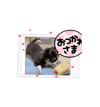 てんとここあ（個別スタンプ：10）