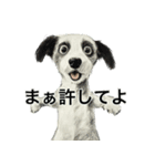 人生テキトーな犬。（個別スタンプ：8）