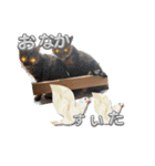 ふざける犬猫達！（個別スタンプ：1）