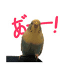 個性を出したい人におくるインコの5（個別スタンプ：1）