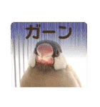 文鳥とオカメインコ2(文字大きめver)（個別スタンプ：4）