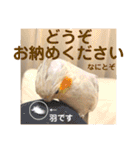 文鳥とオカメインコ2(文字大きめver)（個別スタンプ：10）