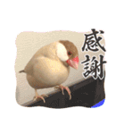 文鳥とオカメインコ2(文字大きめver)（個別スタンプ：15）