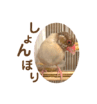 文鳥とオカメインコ2(文字大きめver)（個別スタンプ：16）