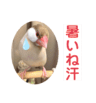 文鳥とオカメインコ2(文字大きめver)（個別スタンプ：17）