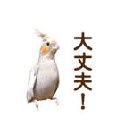 文鳥とオカメインコ2(文字大きめver)（個別スタンプ：18）