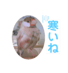 文鳥とオカメインコ2(文字大きめver)（個別スタンプ：19）