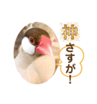 文鳥とオカメインコ2(文字大きめver)（個別スタンプ：20）