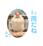 文鳥とオカメインコ2(文字大きめver)（個別スタンプ：21）