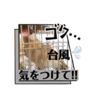 文鳥とオカメインコ2(文字大きめver)（個別スタンプ：24）