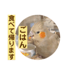 文鳥とオカメインコ2(文字大きめver)（個別スタンプ：26）