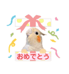 文鳥とオカメインコ2(文字大きめver)（個別スタンプ：30）