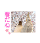 文鳥とオカメインコ2(文字大きめver)（個別スタンプ：33）