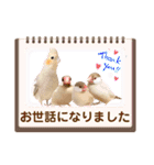 文鳥とオカメインコ2(文字大きめver)（個別スタンプ：38）