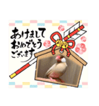 文鳥とオカメインコ2(文字大きめver)（個別スタンプ：39）