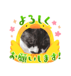 家のネコ8（個別スタンプ：1）