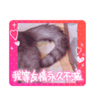 家のネコ8（個別スタンプ：4）