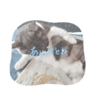 家のネコ8（個別スタンプ：8）