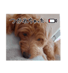 初体験のラテくん（個別スタンプ：7）