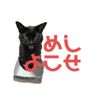 ぐーさまだけじゃない4（個別スタンプ：7）