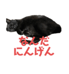 ぐーさまだけじゃない4（個別スタンプ：11）