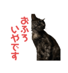 ぐーさまだけじゃない4（個別スタンプ：15）
