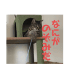 ぐーさまだけじゃない4（個別スタンプ：16）