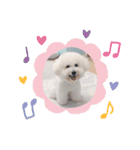 ビションフリーゼのMint♂よろしく♡（個別スタンプ：1）