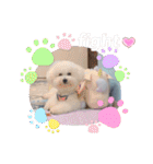 ビションフリーゼのMint♂よろしく♡（個別スタンプ：4）