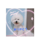 ビションフリーゼのMint♂よろしく♡（個別スタンプ：5）