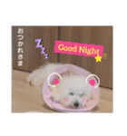 ビションフリーゼのMint♂よろしく♡（個別スタンプ：11）
