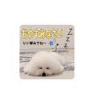 ビションフリーゼのMint♂よろしく♡（個別スタンプ：12）