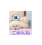 ビションフリーゼのMint♂よろしく♡（個別スタンプ：13）