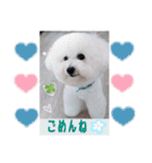 ビションフリーゼのMint♂よろしく♡（個別スタンプ：14）