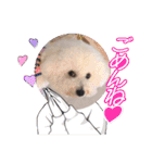 ビションフリーゼのMint♂よろしく♡（個別スタンプ：15）