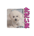 ビションフリーゼのMint♂よろしく♡（個別スタンプ：16）