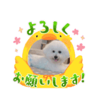ビションフリーゼのMint♂よろしく♡（個別スタンプ：17）