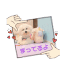 ビションフリーゼのMint♂よろしく♡（個別スタンプ：18）