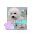 ビションフリーゼのMint♂よろしく♡（個別スタンプ：19）