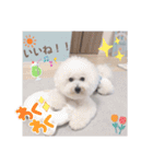 ビションフリーゼのMint♂よろしく♡（個別スタンプ：20）