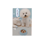 ビションフリーゼのMint♂よろしく♡（個別スタンプ：22）