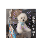 ビションフリーゼのMint♂よろしく♡（個別スタンプ：23）