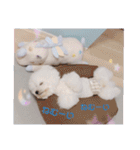 ビションフリーゼのMint♂よろしく♡（個別スタンプ：27）