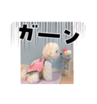 ビションフリーゼのMint♂よろしく♡（個別スタンプ：30）