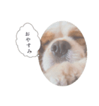 るぅくとトラ（個別スタンプ：4）