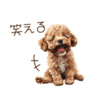 感情を伝える子犬のトイプードル（個別スタンプ：14）