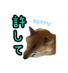 柴すずスタンぷぅ3（個別スタンプ：4）
